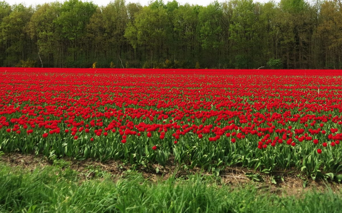 Campos De Tulipanes En Holanda Holandiaes Tu Guía De Holanda