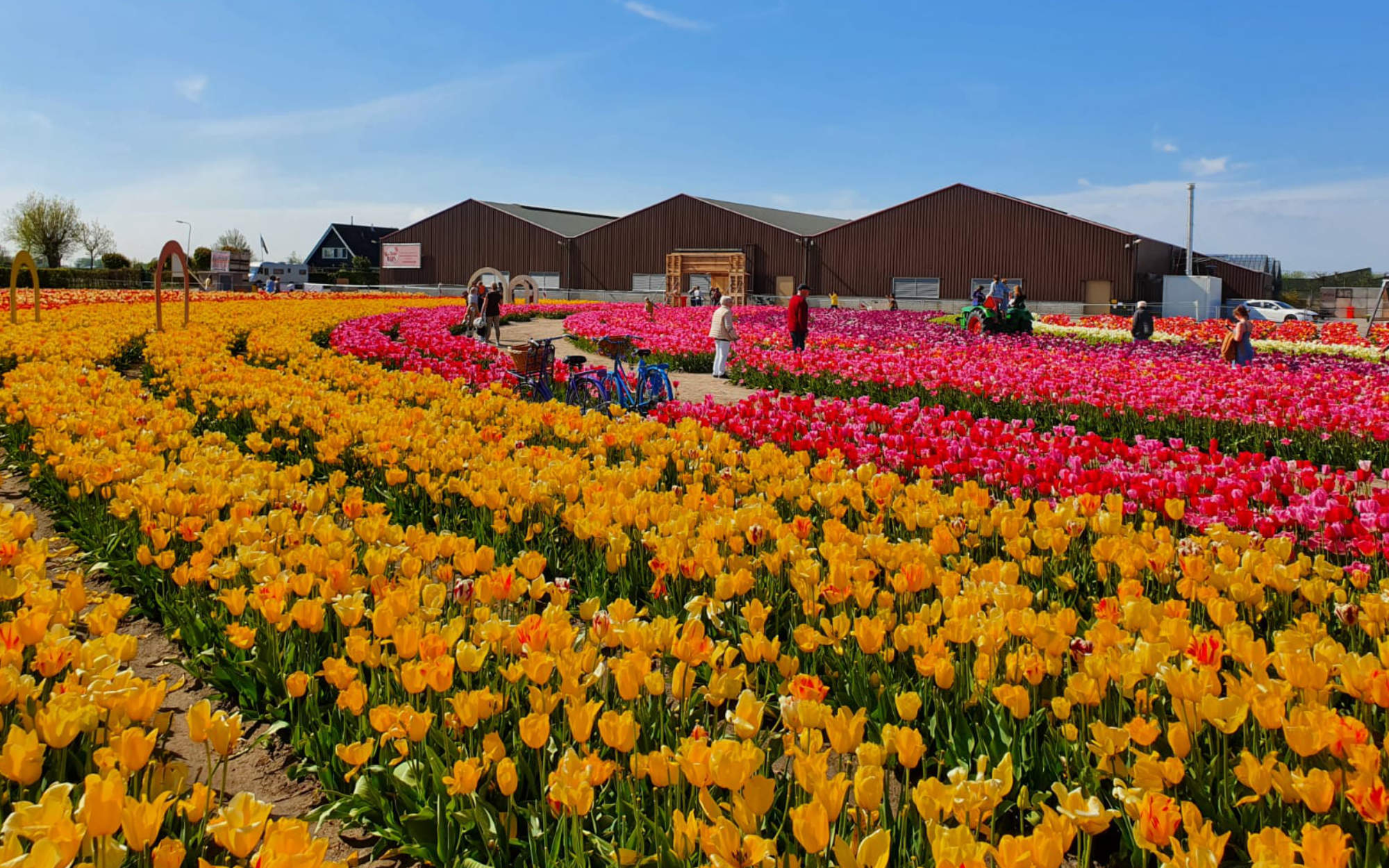 Campos de tulipanes en Holanda – , tu guía de Holanda