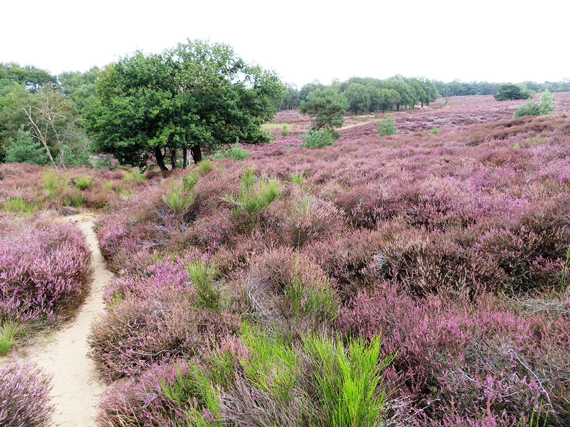 Campos de brezo en Mookerheide Holanda