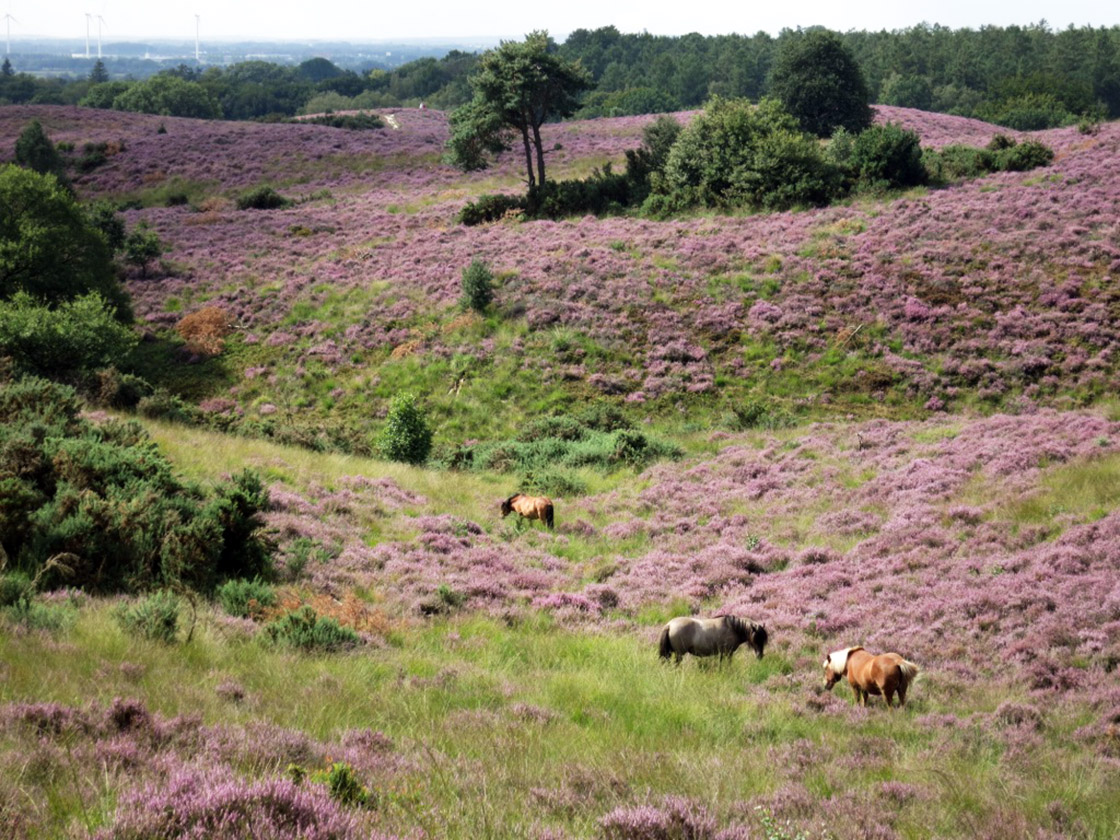 Campos de brezo en Posbank Holanda