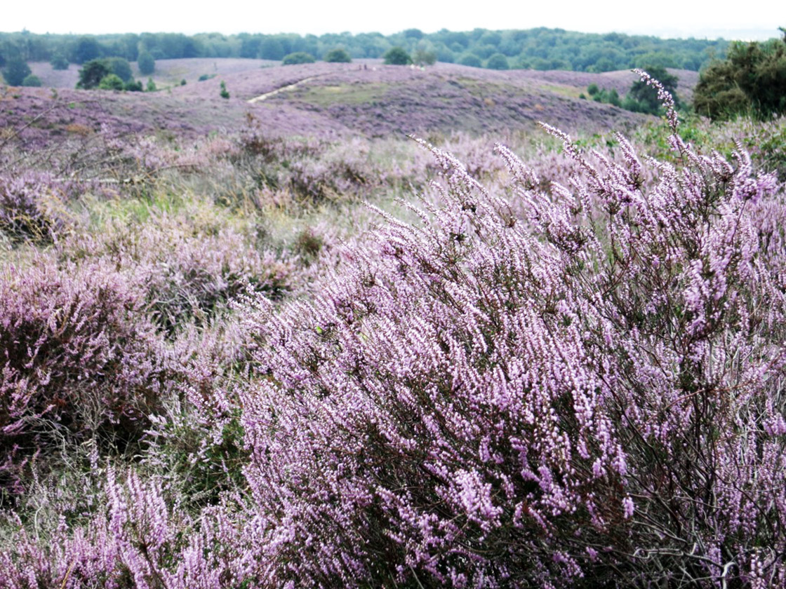 Campos de brezo en flor en Holanda