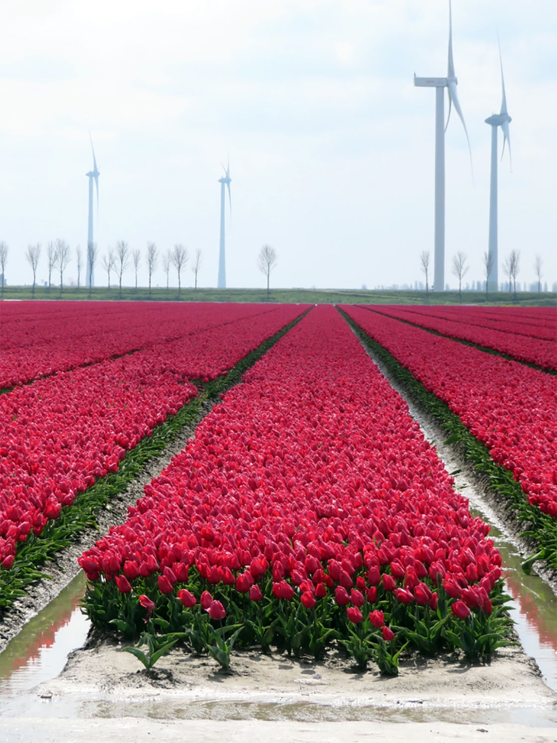 Campos de tulipanes de Goeree-Overflakkee (Holanda)