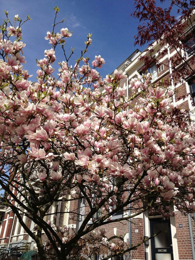 Árboles en flor en primavera en Holanda