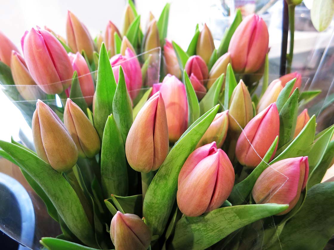 Tulipanes en Holanda