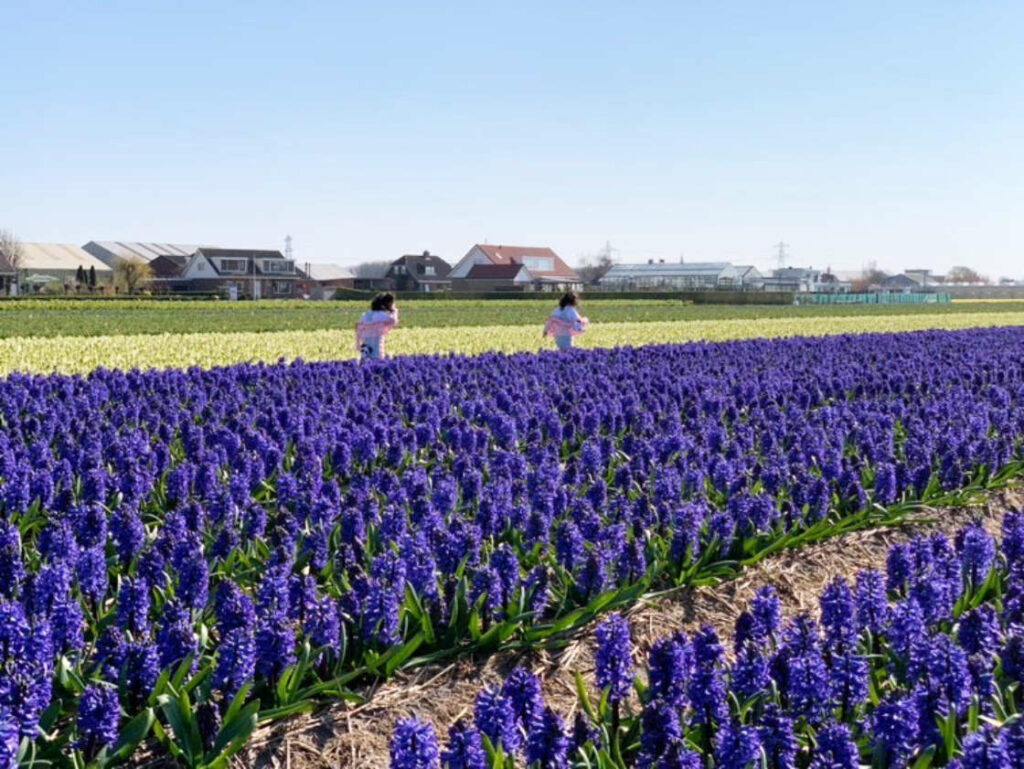 Campos de jacinto en flor en Lisse Holanda