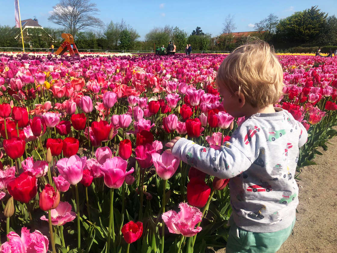 The Tulip Barn Hillegom