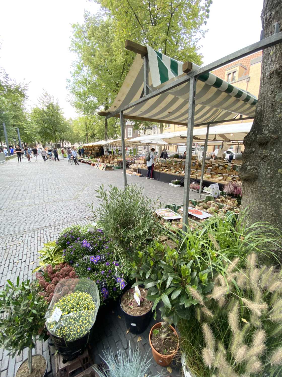 Mercado de las flores de Utrecht