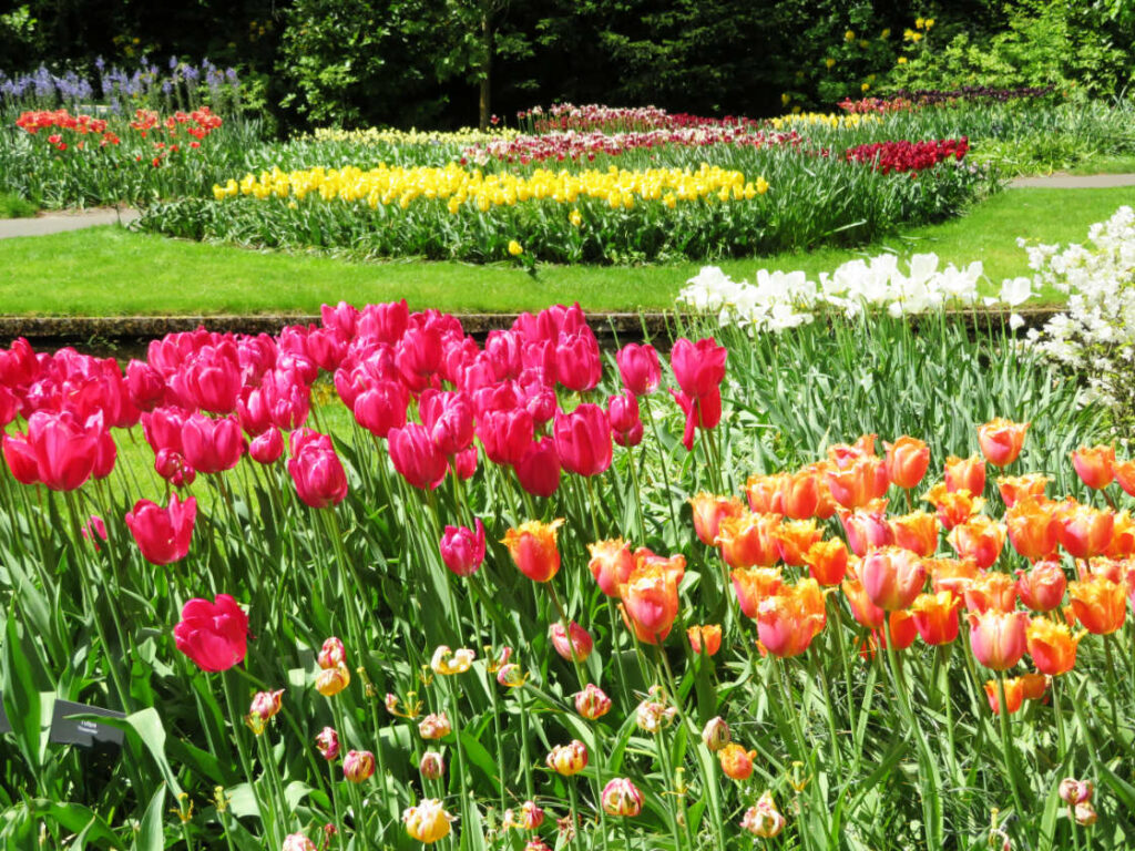 Jardín de flores Keukenhof