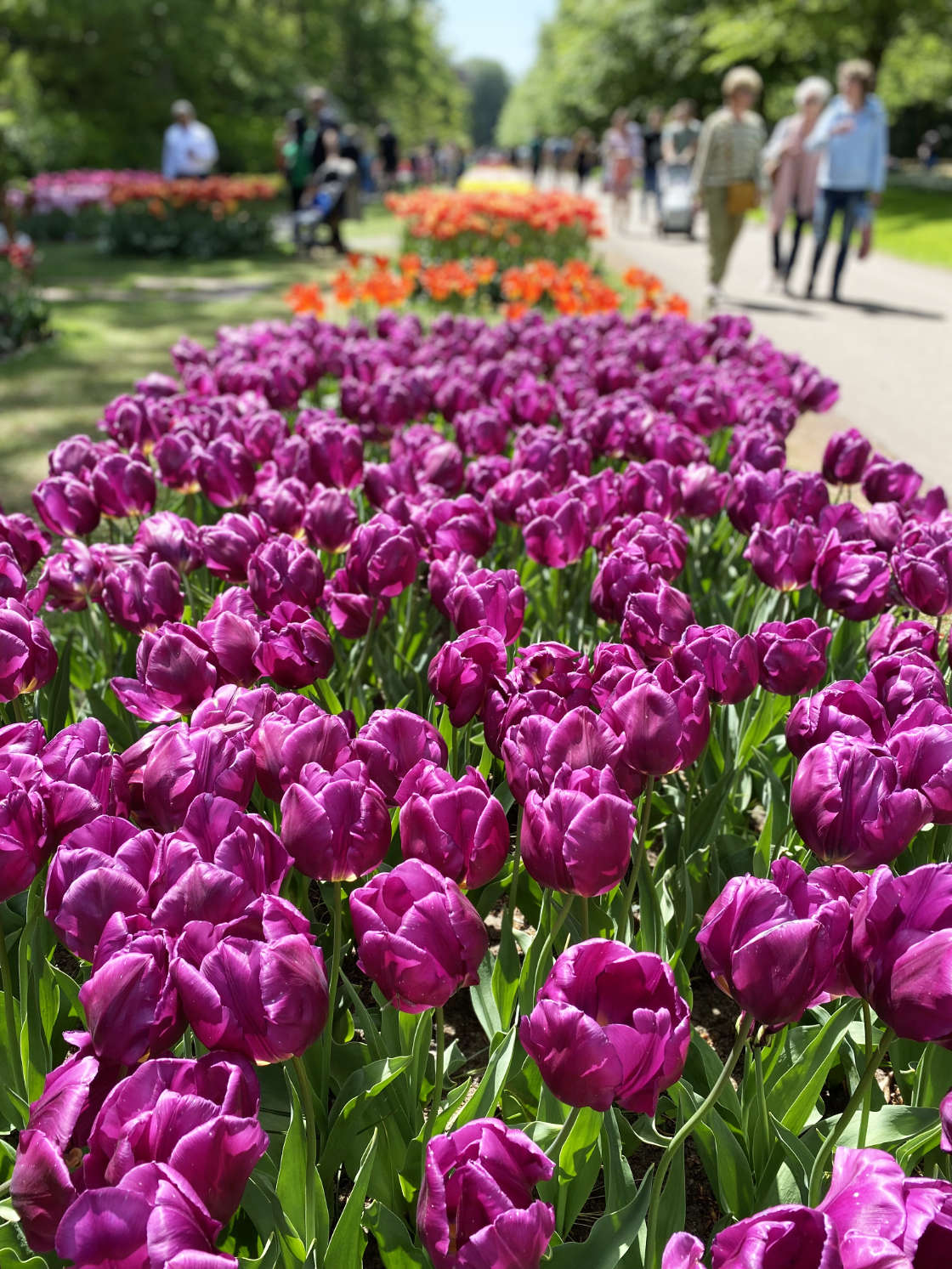 Tulipanes en el Keukenhof