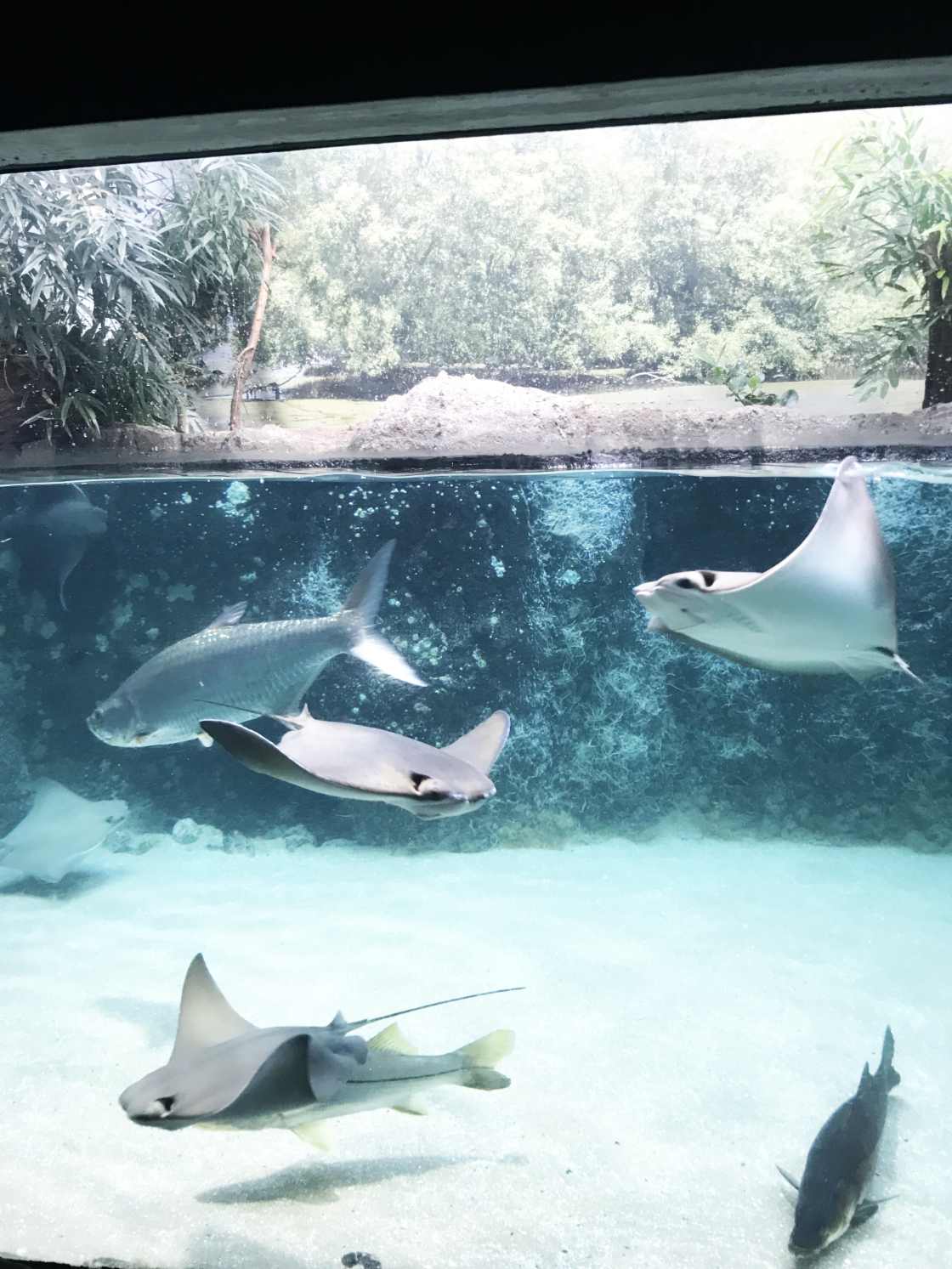 Diergaarde Blijdorp Zoo de Róterdam Holanda