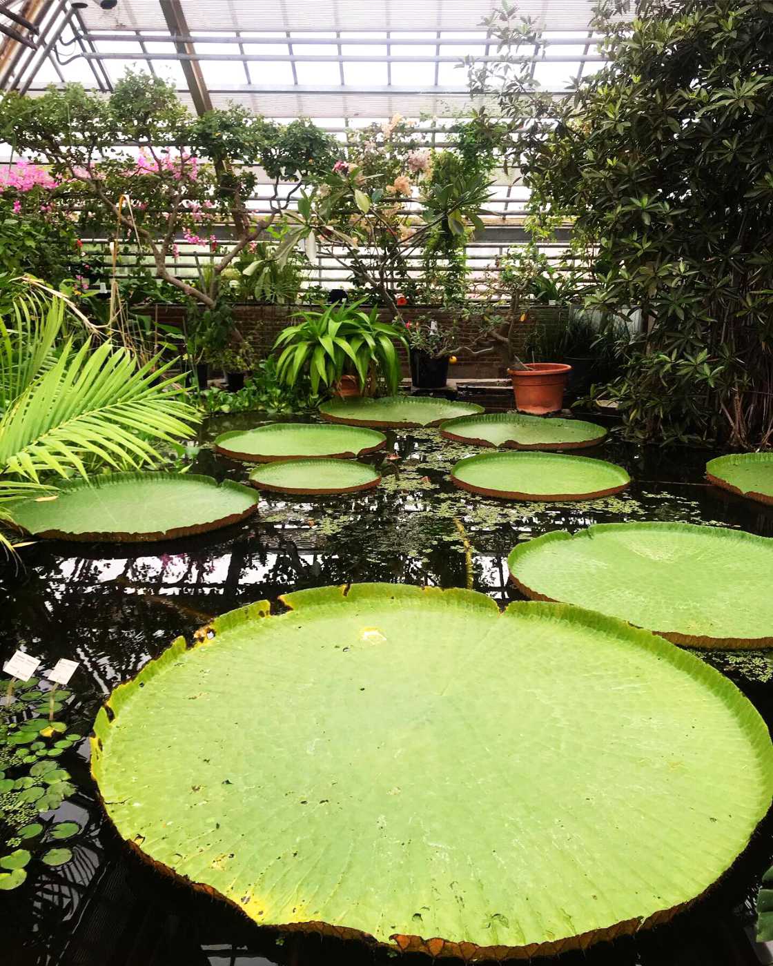 Hortus Botanicus Leiden Holanda