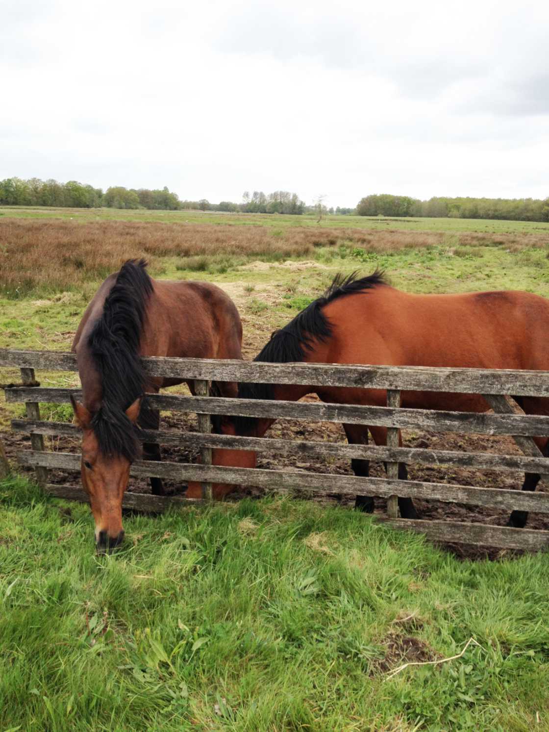 Caballos en Drente Holanda