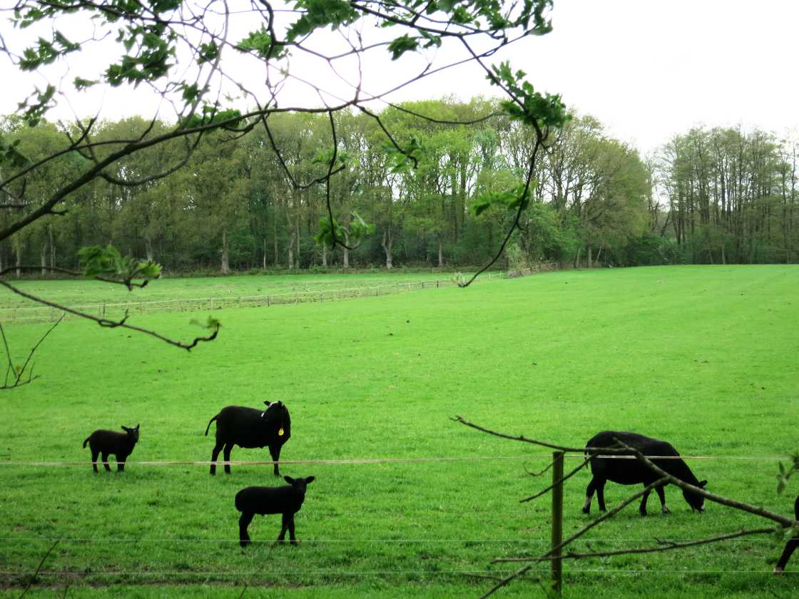 Nationaal beek- en esdorpenlandschap Drentsche Aa