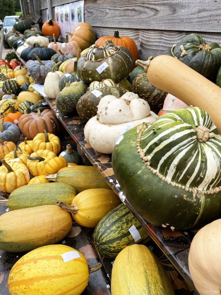 Granja de calabazas en Holanda: De Eikenhorst