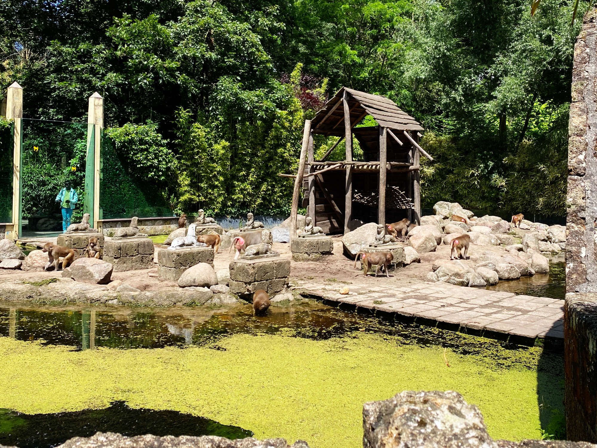 Mejores zoológicos en Holanda