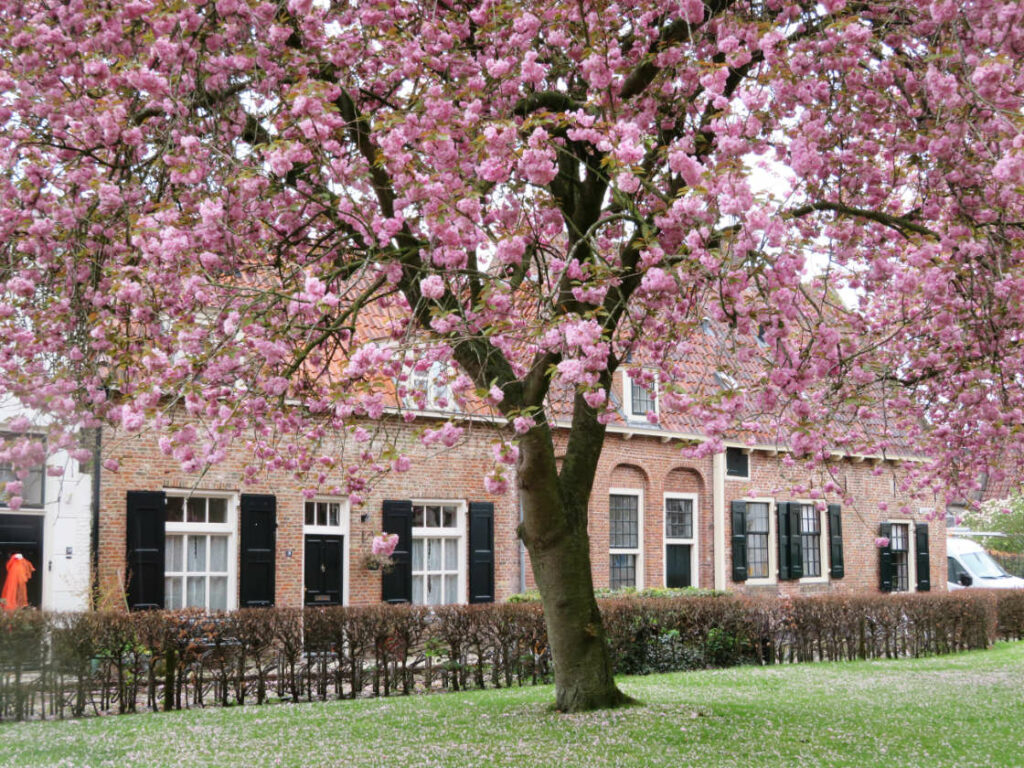 Árboles en flor en Elburg - Primavera en Holanda