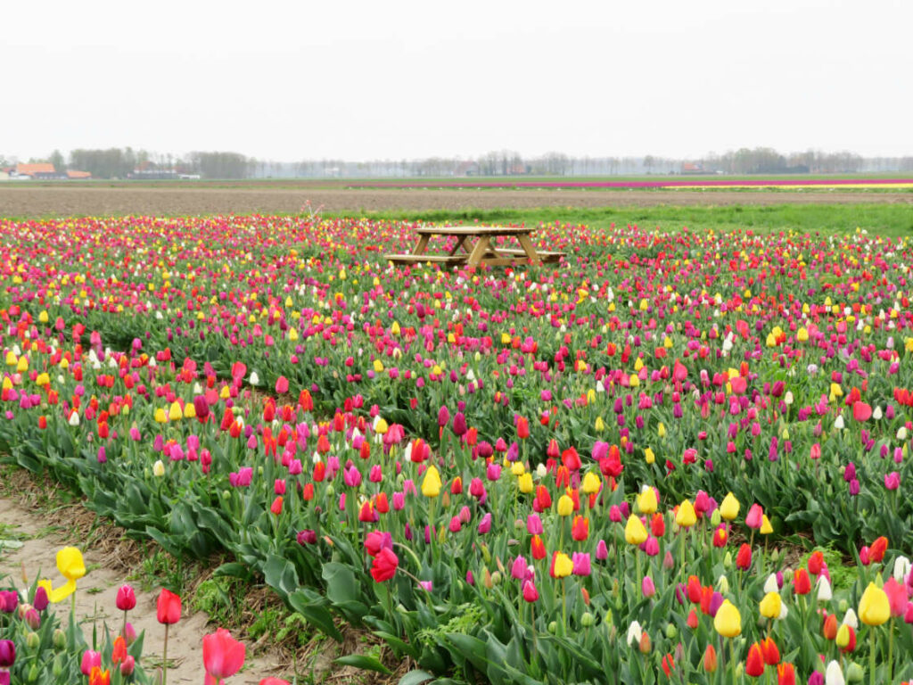 De Tulpenpluktuin Markenesse Holanda