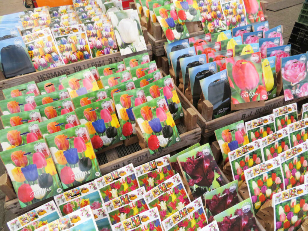 Bulbos de tulipanes holandeses